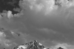 Chardonnay-bw