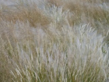 DSC0065